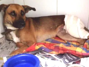 Cachorro raça Srd idade 2 anos nome Apolo