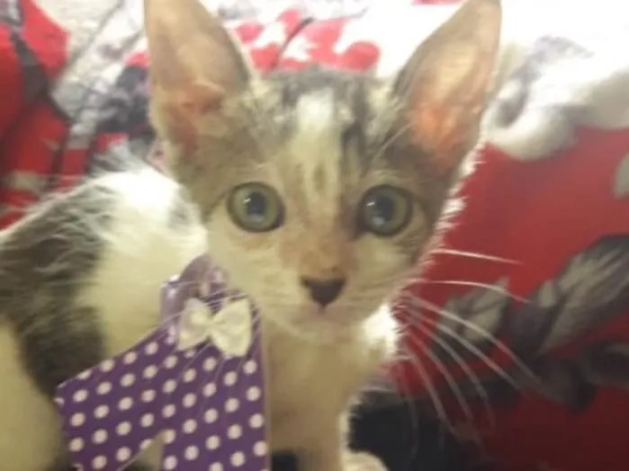Gato ra a SRD idade 2 a 6 meses nome Nino, Sissi e Mimi