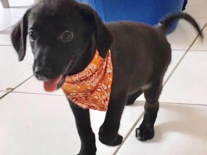 Cachorro ra a SRD idade 2 a 6 meses nome BERNARDO