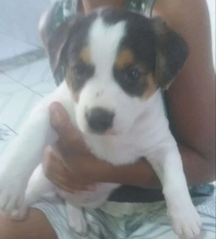 Cachorro ra a srd idade 2 a 6 meses nome Lála
