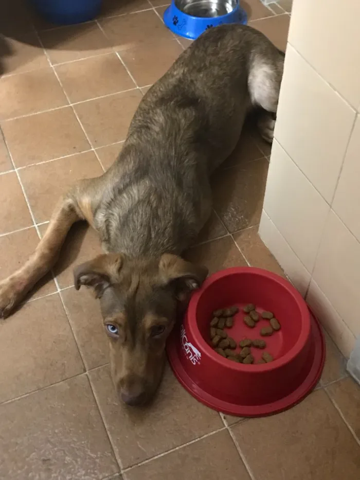 Cachorro raça Vira lata idade 7 a 11 meses nome Mike Ness
