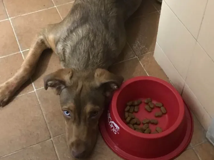 Cachorro raça Vira lata idade 7 a 11 meses nome Mike Ness