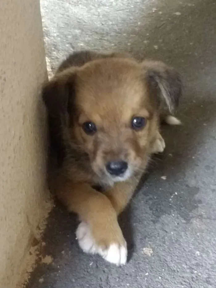 Cachorro ra a Indefinida idade Abaixo de 2 meses nome São vários