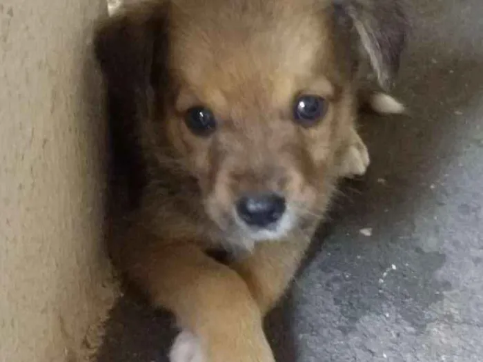 Cachorro ra a Indefinida idade Abaixo de 2 meses nome São vários