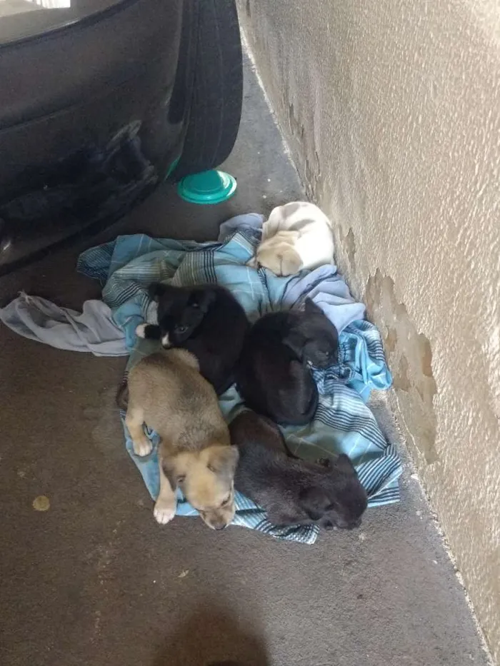 Cachorro ra a Indefinida idade Abaixo de 2 meses nome São vários