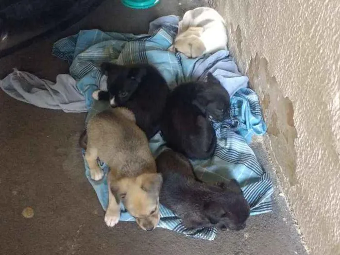 Cachorro ra a Indefinida idade Abaixo de 2 meses nome São vários