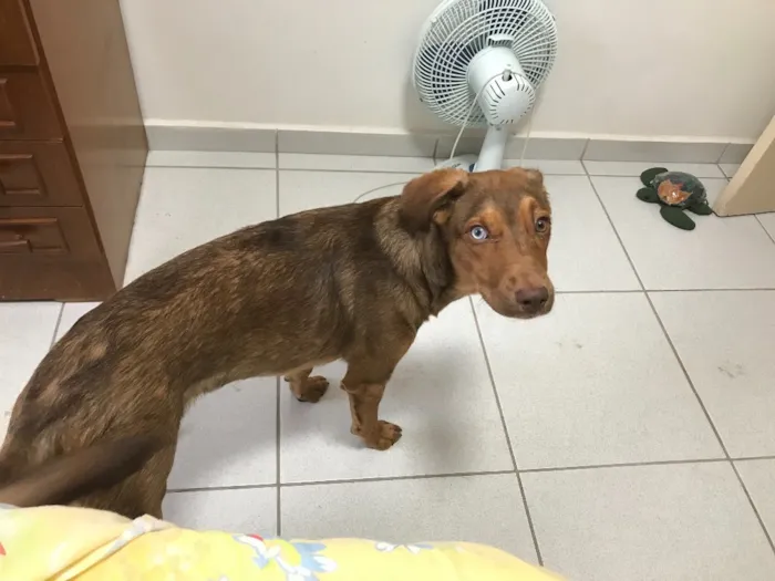 Cachorro raça Vira lata idade 7 a 11 meses nome Mike Ness
