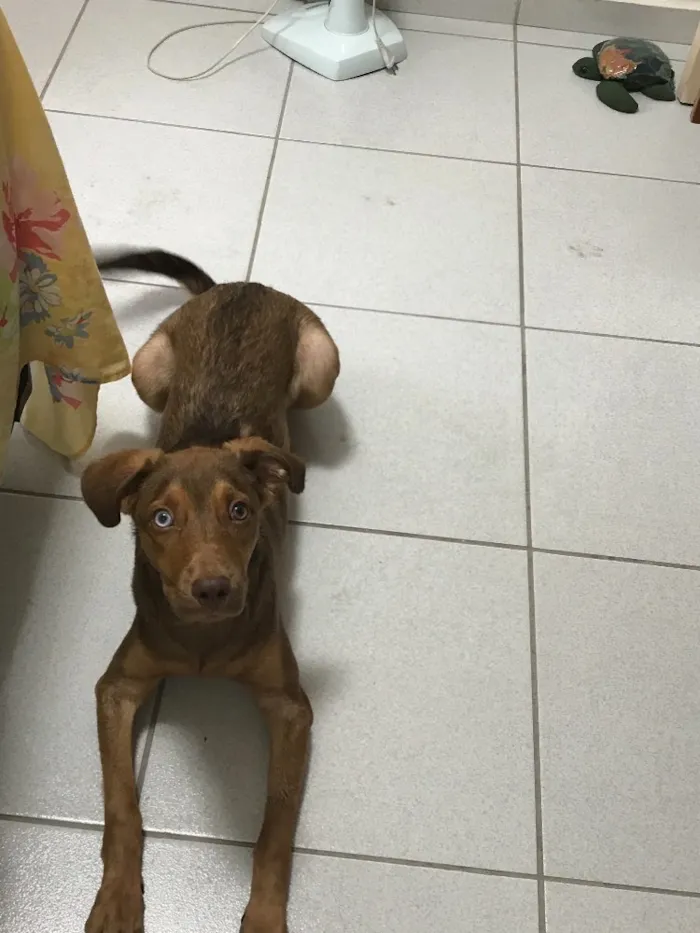 Cachorro raça Vira lata idade 7 a 11 meses nome Mike Ness