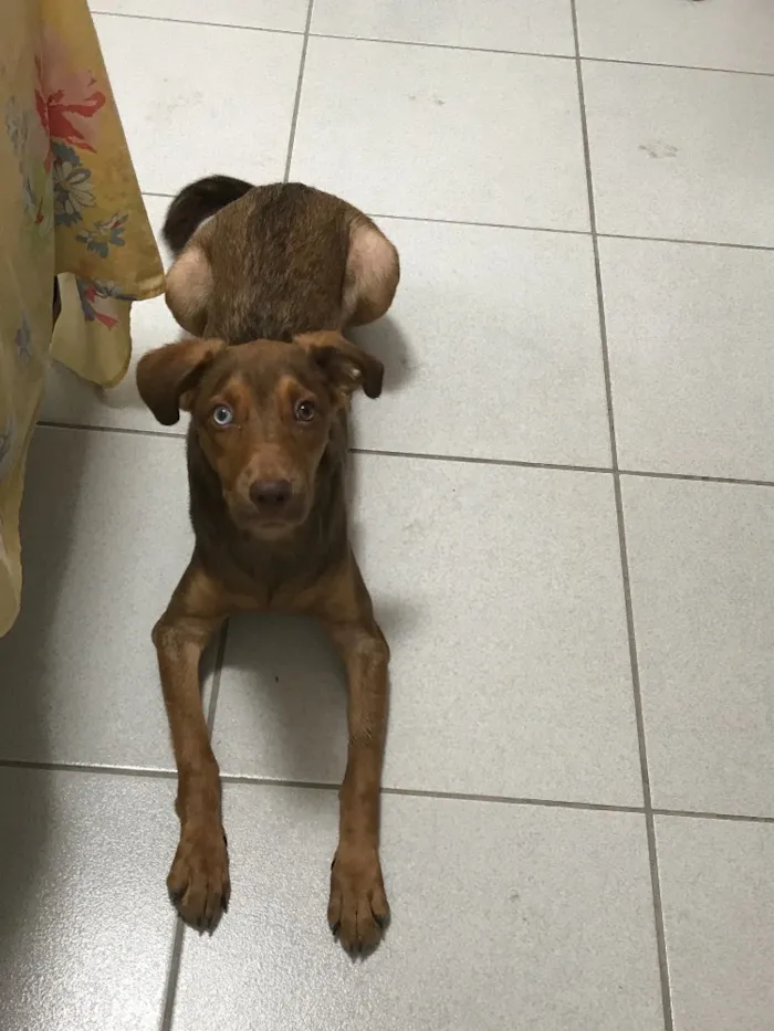 Cachorro raça Vira lata idade 7 a 11 meses nome Mike Ness