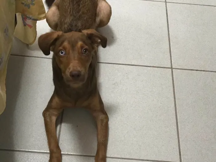 Cachorro raça Vira lata idade 7 a 11 meses nome Mike Ness