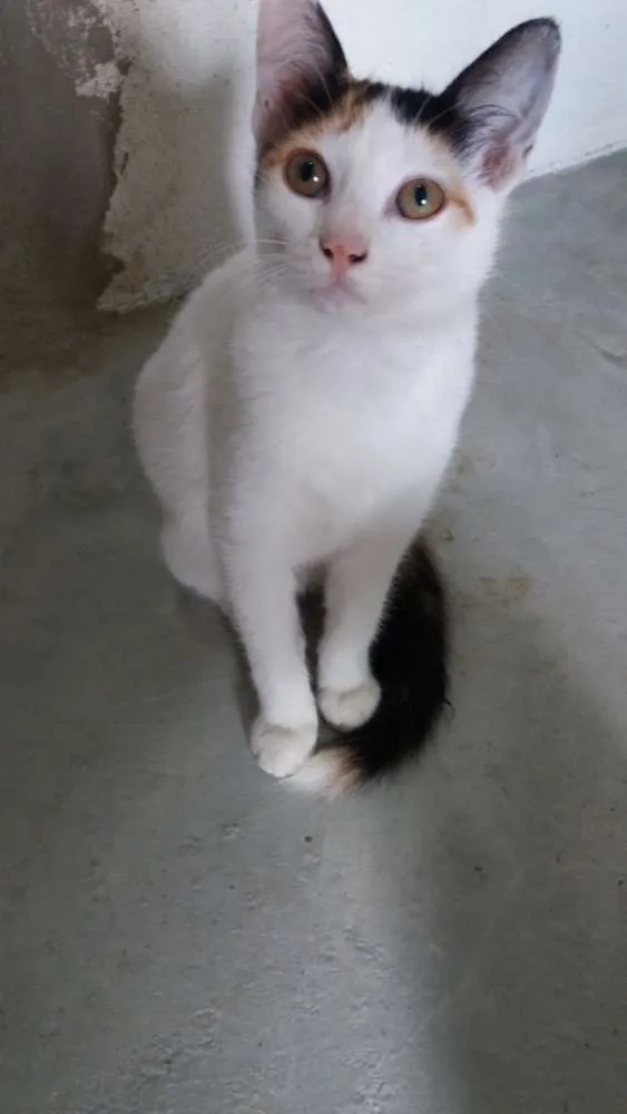 Gato ra a Siamês  idade 2 a 6 meses nome  Mel, rebeca , hanna