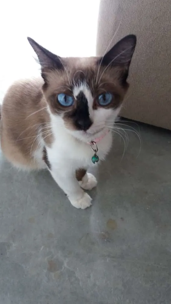 Gato ra a Siamês  idade 2 a 6 meses nome  Mel, rebeca , hanna