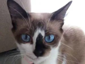 Gato raça Siamês  idade 2 a 6 meses nome  Mel, rebeca , hanna