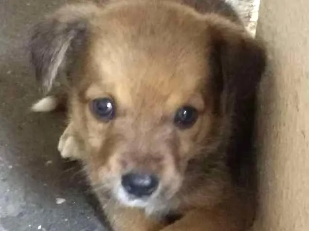 Cachorro ra a Indefinida idade Abaixo de 2 meses nome São vários
