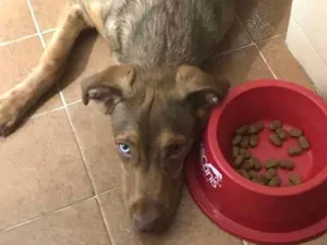 Cachorro raça Vira lata idade 7 a 11 meses nome Mike Ness