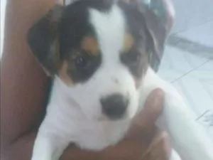 Cachorro raça srd idade 2 a 6 meses nome Lála