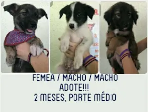 Cachorro raça SRD idade Abaixo de 2 meses nome Pandora, Floquinho, 