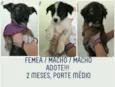 Pandora, Floquinho, 