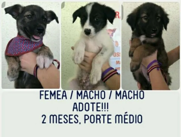 Cachorro ra a SRD idade Abaixo de 2 meses nome Pandora, Floquinho, 