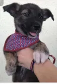 Pandora, Floquinho, 