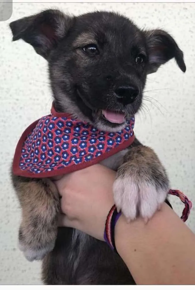 Cachorro ra a SRD idade Abaixo de 2 meses nome Pandora, Floquinho, 