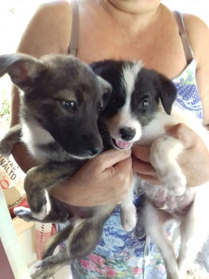 Cachorro ra a SRD idade Abaixo de 2 meses nome Pandora, Floquinho, 