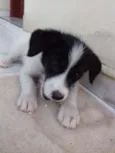 Pandora, Floquinho, 