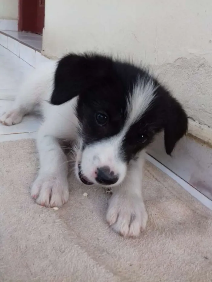 Cachorro ra a SRD idade Abaixo de 2 meses nome Pandora, Floquinho, 