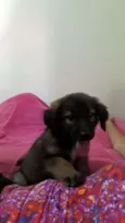 Pandora, Floquinho, 