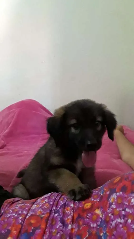 Cachorro ra a SRD idade Abaixo de 2 meses nome Pandora, Floquinho, 