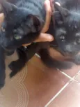 Gatos
