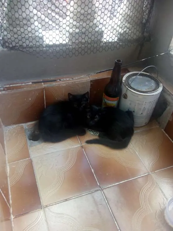 Gato ra a  idade Abaixo de 2 meses nome Gatos