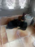 Gatos