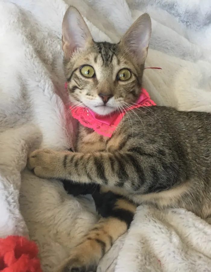 Gato ra a SRD idade 2 a 6 meses nome FRAMBOESA