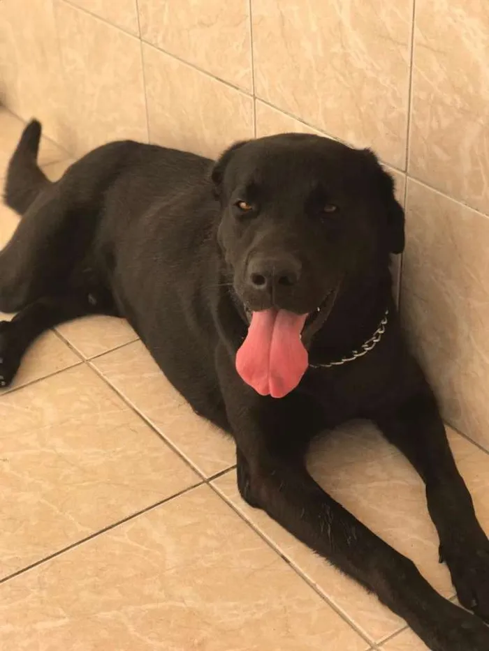 Cachorro ra a Labrador idade 3 anos nome Beethoven
