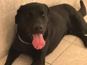 Cachorro raça Labrador idade 3 anos nome Beethoven