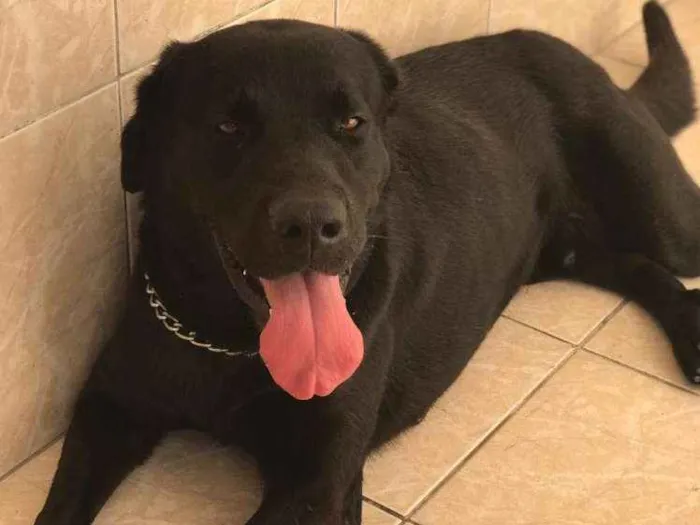 Cachorro ra a Labrador idade 3 anos nome Beethoven