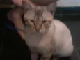 Raji