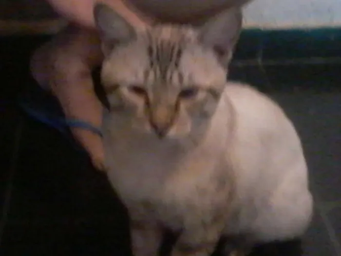 Gato ra a  idade 2 a 6 meses nome Raji