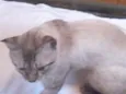 Raji