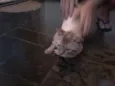 Raji