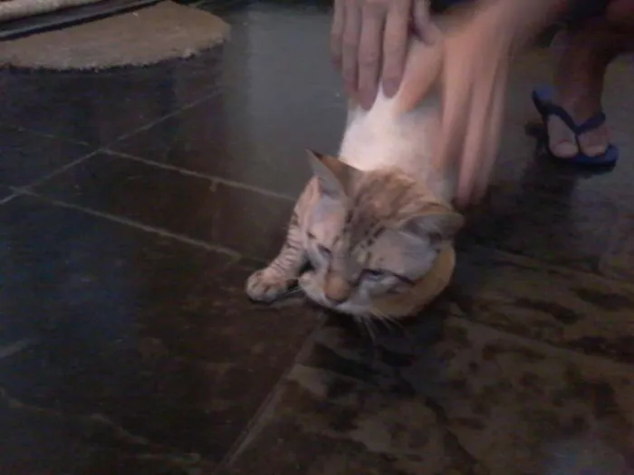 Gato ra a  idade 2 a 6 meses nome Raji