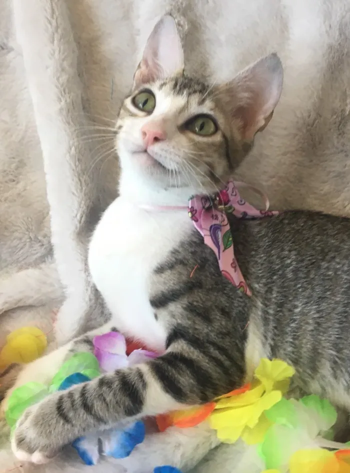 Gato ra a SRD idade 2 a 6 meses nome TÂMARA