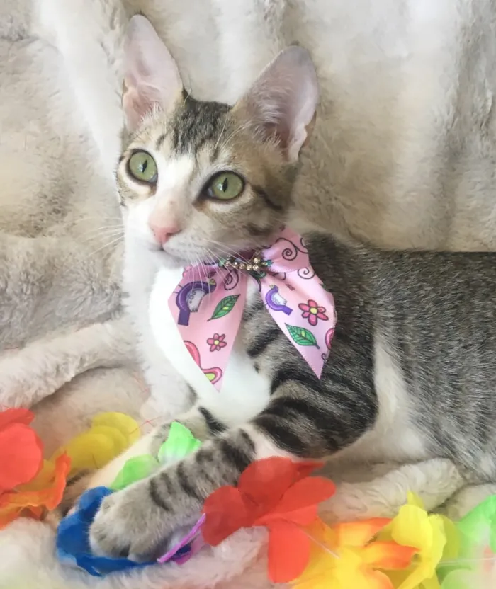 Gato ra a SRD idade 2 a 6 meses nome TÂMARA