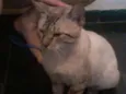 Raji