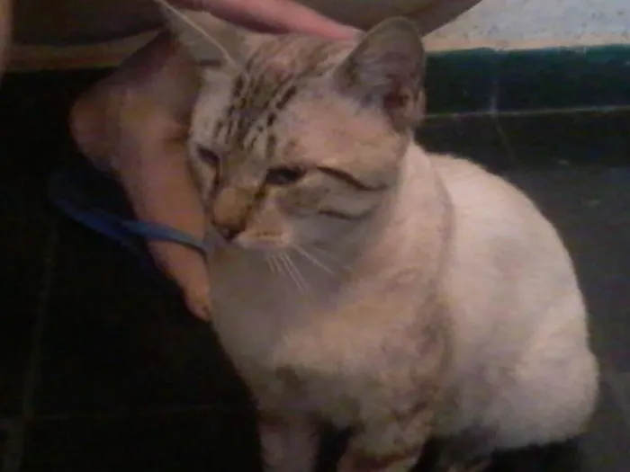 Gato ra a  idade 2 a 6 meses nome Raji