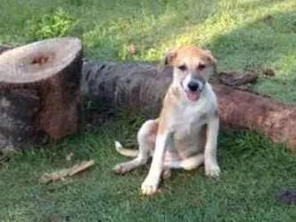 Cachorro ra a Viralata idade 2 a 6 meses nome Sol