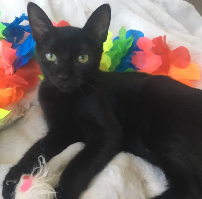 Gato ra a SRD idade 2 a 6 meses nome GAUDÍ