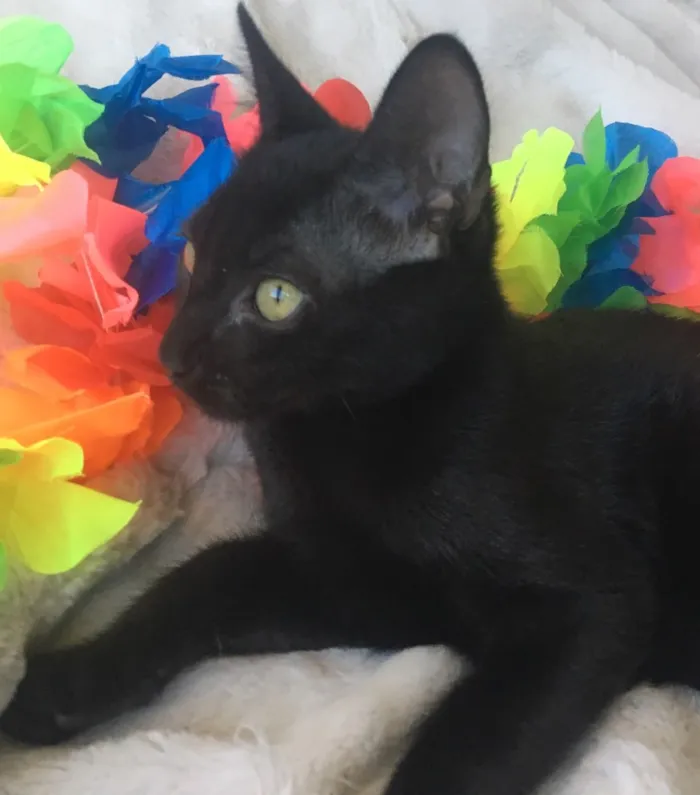 Gato ra a SRD idade 2 a 6 meses nome GAUDÍ
