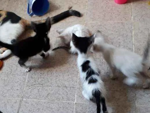 Gato raça SRD idade Abaixo de 2 meses nome Ainda não tem